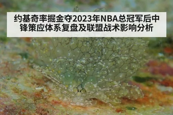 约基奇率掘金夺2023年NBA总冠军后中锋策应体系复盘及联盟战术影响分析